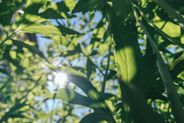 Aufkleber - Beautiful growing summer nature background plant. Natural backcrgound pattern texture of design.