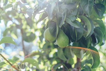 Poster - Beautiful fresh young pears growing on a tree. Close up.