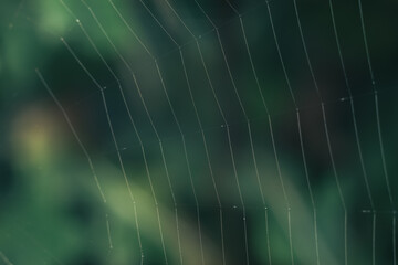 Poster - Cobweb or spider's web against a natural background, Dew on a spider .