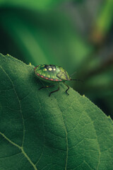 Poster - Close Up of linen skin stink bug on the green leaf, The brown marmorated stink bug is an insect in the family Pentatomidae..Nature background pattern texture for design.