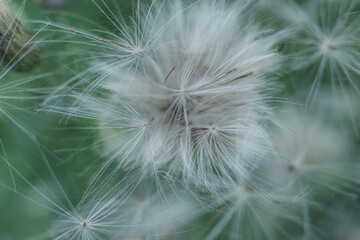 Aufkleber - Beautiful growing summer nature background plant. Natural background pattern texture of design.