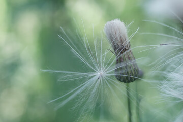 Aufkleber - Beautiful growing summer nature background plant. Natural background pattern texture of design.