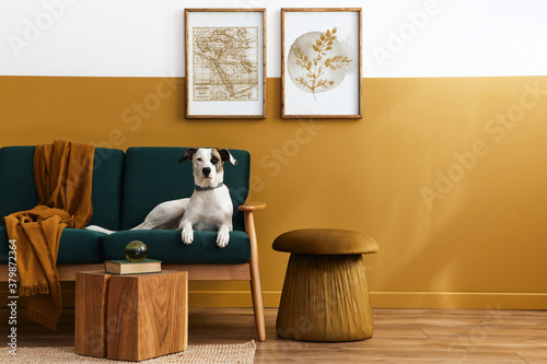 Fotografía Stylish interior of living room with design furniture, gold pouf, plant, mock up poster frames, carpet, accessoreis and beautiful dog lying on the sofa in cozy home decor
