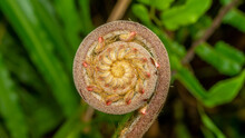 Closeup Of Spiral Bud Of Fern Plant With Unique Pattern And Shape