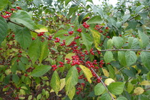 Branches Of Lonicera Maackii With Red Berries In October