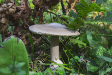 Closeup Shot Of Amanita Vaginata Mushrooms In The Forest