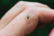 Macro shot of a mosquito on a humna finger