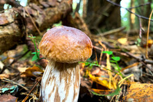 Boletus Mushroom With A Brown Cap And A White Leg Among The Green Grass. There Are Teeth Marks On The Mushroom. Poster, Poster, Postcard.