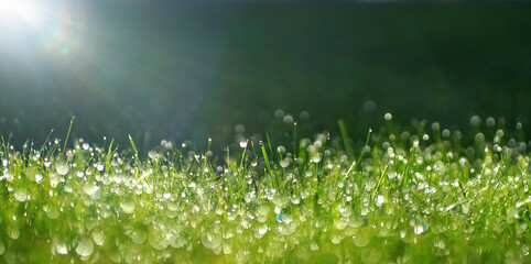 Aufkleber - Green border of grass. Many dew drops glow and sparkle in sun in morning fresh wet grass in nature. Beautiful bokeh circles.