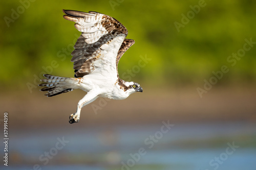 Fotografía The osprey or more specifically the western osprey (Pandion haliaetus) — also called sea hawk, river hawk, and fish hawk — is a diurnal, fish-eating bird of prey with a cosmopolitan range