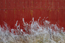 Frost Covered Weeds Against A Red Barn