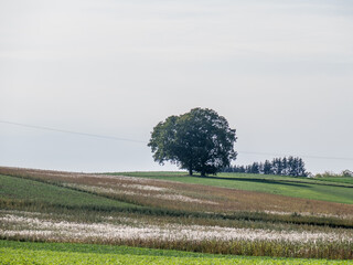 Poster - Apfelbäume im Herbst