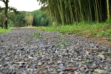 Sticker - The view of a path near the bamboo tree.