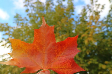 Wall Mural - Red maple leaf with blurred of colorful tree leaves and blue sky background. Nature in autumn background concept.