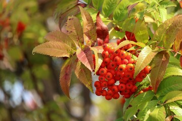 Wall Mural - A bunch of red rowan with red berries and colorful leaves in autumn. Nature concept.