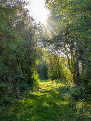 Wall Mural - Lichtstrahlen auf dem Waldweg