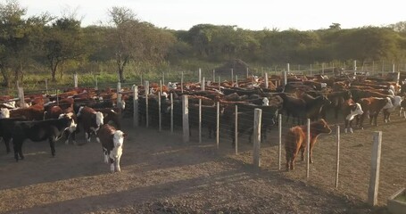 Wall Mural - Corral full of cows, the cattle are huddled next to the farm.