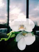 Orchids Behind Bars Plus Stormy Sky And Street View Reflecting On Window Glass