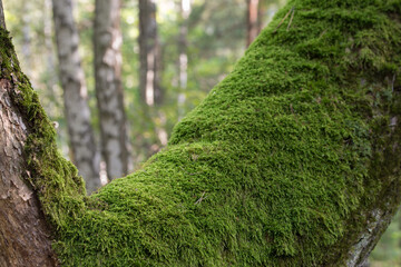 Wall Mural - old oak tree covered with moss selective focus