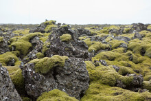 Lava Field In Iceland