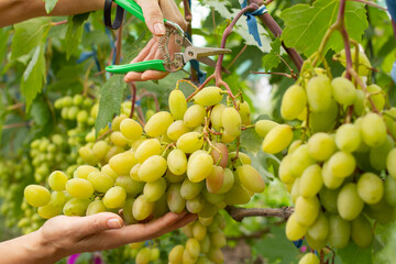 Wall Mural - Bunches of ripe white grapes on a bush