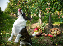 A Corgi Dog Lies Near A Basket Of Ripe Apples In A Large Apple Orchard