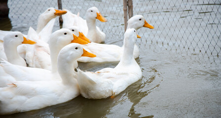 Wall Mural - ducks swimming on water. White duck ( Pekin )