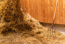 Pitchfork In Straw. Pitch Fork Stuck Into A Pile Of Sunlit Straw Down On A Farm. Concepts Of Harvesting Season, Agricultural Stable Work With Farm Tools, Preparation Of Animal Feed. Copy Space.