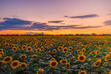 Beautiful Sunset With Clouds Over A Field Of Yellow Sunflowers Helianthus
