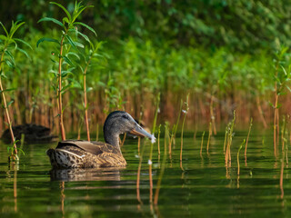 duck in the water