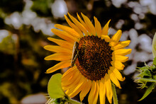 Sunflower And Grasshopper