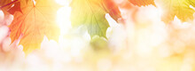 Colorful Autumn Leaves On Sunlight Web Banner Or Background