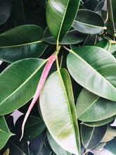 Bright Green Rubber Plant Leaves