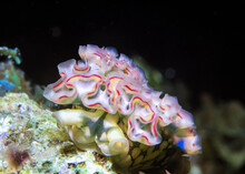 Lettuce Sea Slug (Elysia Crispata) - Head-on