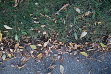 Wall Mural - getrocknete Baumblätter fallen im Herbst auf den Boden