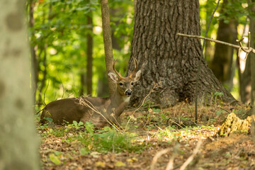 Poster - The young white-tailed deer in the forest