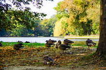 Swans, Wild Geese And Ducks On Lake Inside Garten Eden Paradise Public Park Of Schloss Nymphenburg Castle Palace In Munich, Germany On Autumn Day With Picturesque Landscape Scenery And Fall Colors