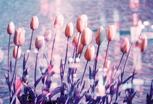 Purple Tulip Garden By Water On Bright Sunny Day
