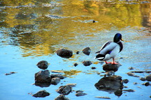 A Solitary Mallard Posing On A Stone In The River, Rome, Italy