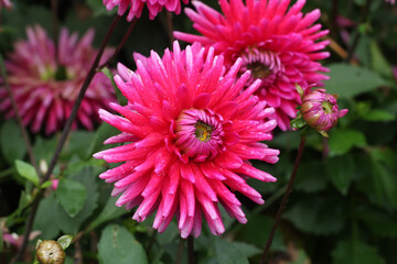 Wall Mural - closeup of growing dahlia purple gem flowers