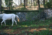 White Horse Walking Out Of Frame.