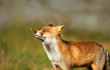 Wall Mural - Portrait of a red fox with a butterfly on nose