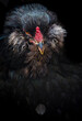 © ALAN SHAPIRO/Stocksy - Ornamental Rooster