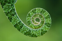 Common Cameleon Tail Spiral