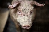 Fototapeta Tęcza - A close up of an pig