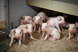 Fototapeta Tęcza - Pigs on a farm. A close up of an animal