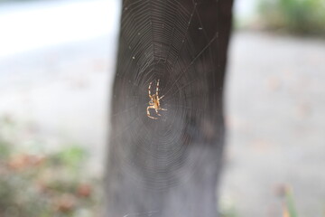 spider on the web,   insect, nature, macro, arachnid, black, wildlife, net, green, cobweb, forest, spiderweb, bug