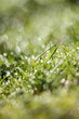 © Marcel/Stocksy - Morning dew on the grass of a lawn