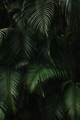 Dark Green Palm Tree Background