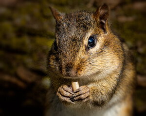 closeup of a cute chipmunk in the forest